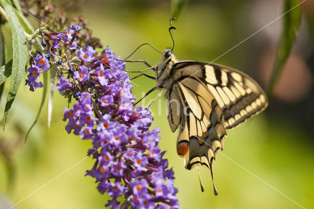 Swallowtail (Papilio machaon)