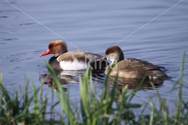 Krooneend (Netta rufina)