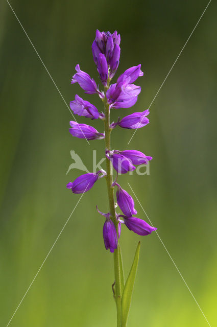 Kuifvleugeltjesbloem (Polygala comosa)