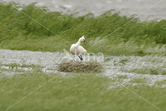 Lepelaar (Platalea leucorodia)