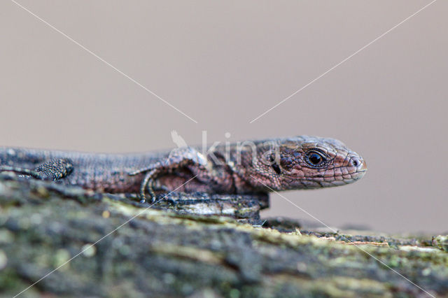 Levendbarende hagedis (Zootoca vivipara)