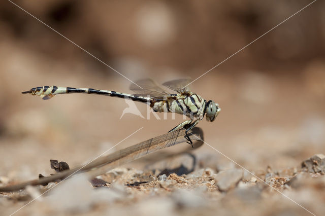 Lindenia tetraphylla