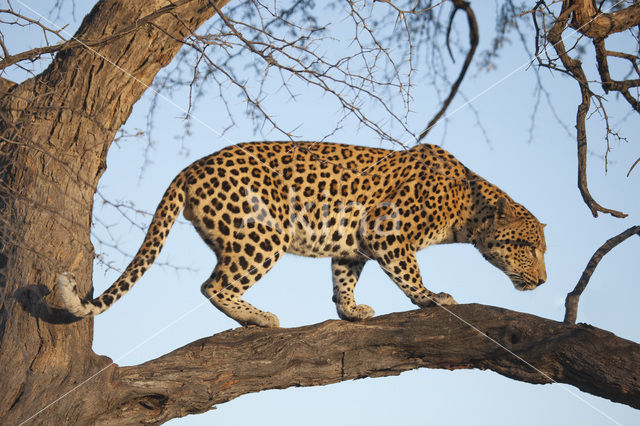 Luipaard (Panthera pardus)