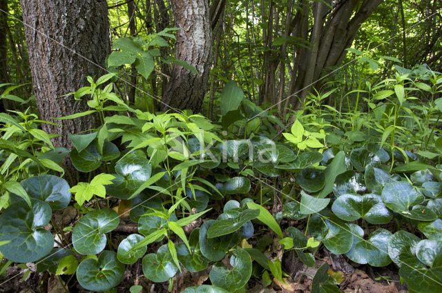 Mansoor (Asarum europaeum)