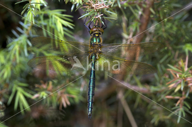 Metaalglanslibel (Somatochlora metallica)