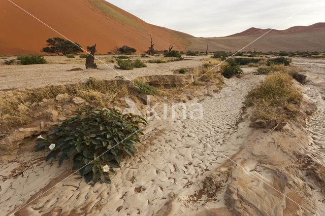 Namib naukluft national park