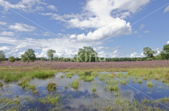 Nationaal Park De Hoge Veluwe