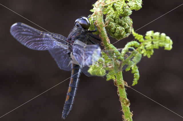 Noordse witsnuitlibel (Leucorrhinia rubicunda)