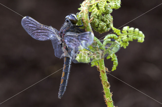 Noordse witsnuitlibel (Leucorrhinia rubicunda)