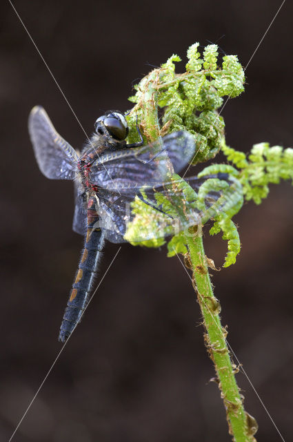 Noordse witsnuitlibel (Leucorrhinia rubicunda)