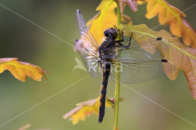 Noordse witsnuitlibel (Leucorrhinia rubicunda)