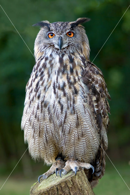 Oehoe (Bubo bubo)