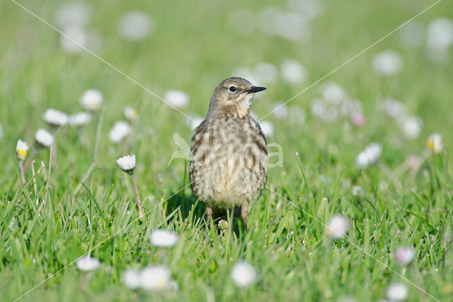 Oeverpieper (Anthus petrosus)