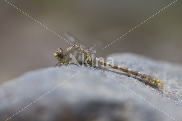 Onychogomphus forcipatus albotibialis