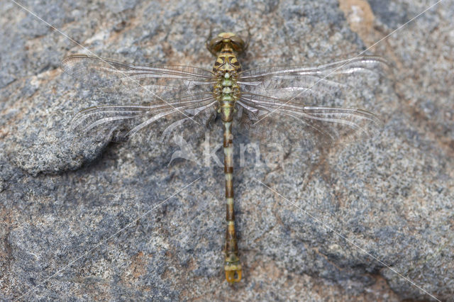 Onychogomphus forcipatus albotibialis