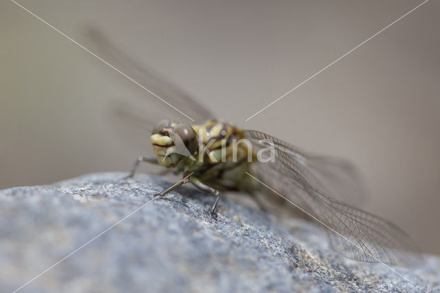 Onychogomphus forcipatus albotibialis