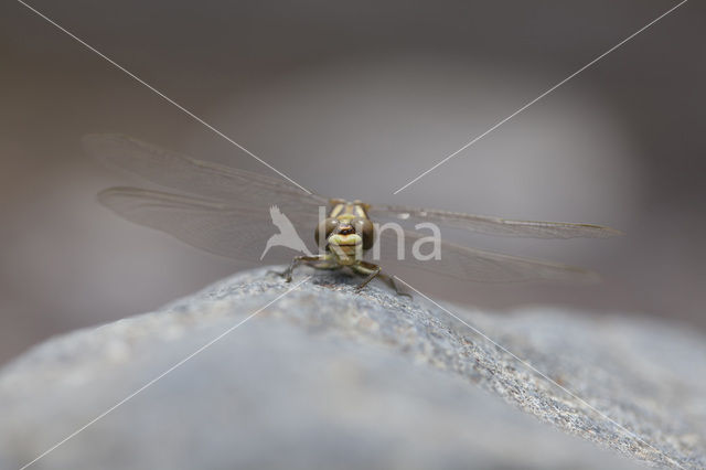 Onychogomphus forcipatus albotibialis