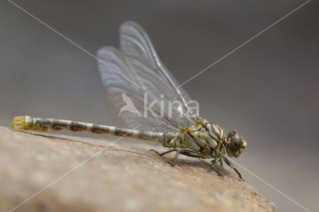 Onychogomphus forcipatus albotibialis