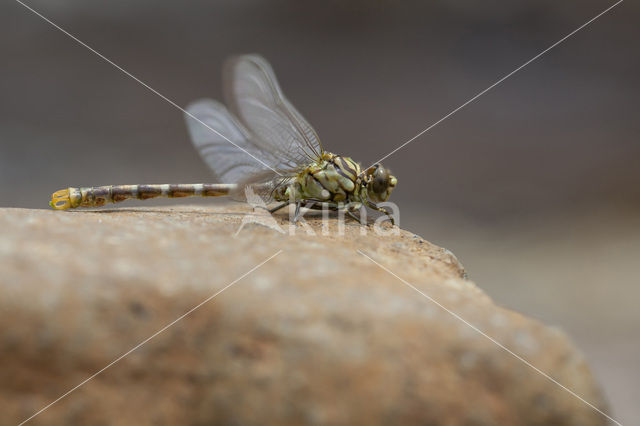 Onychogomphus forcipatus albotibialis