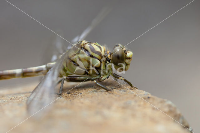 Onychogomphus forcipatus albotibialis