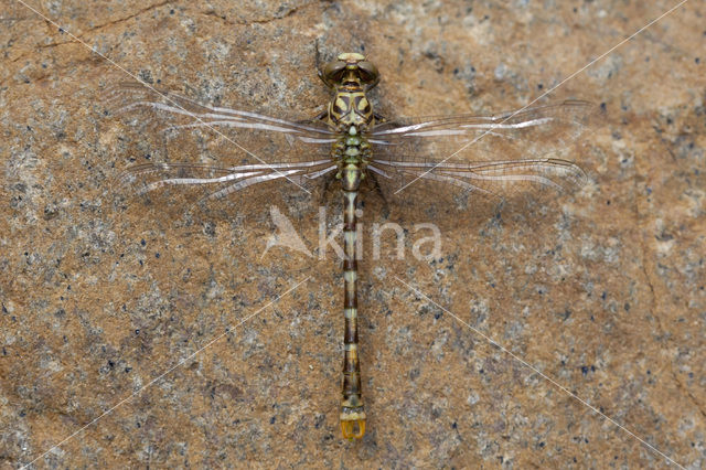 Onychogomphus forcipatus albotibialis