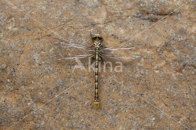 Onychogomphus forcipatus albotibialis