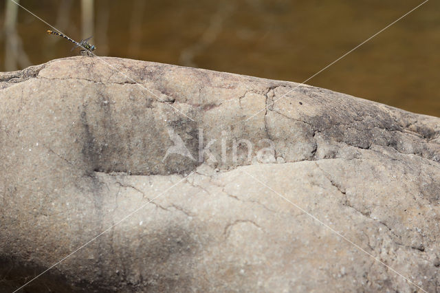 Onychogomphus forcipatus albotibialis