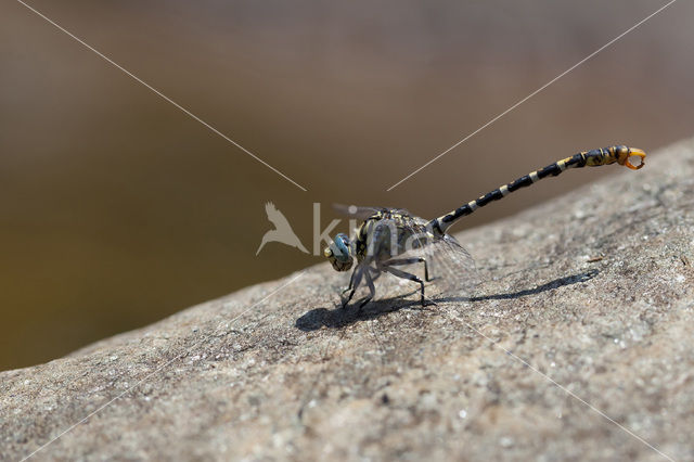 Onychogomphus forcipatus albotibialis