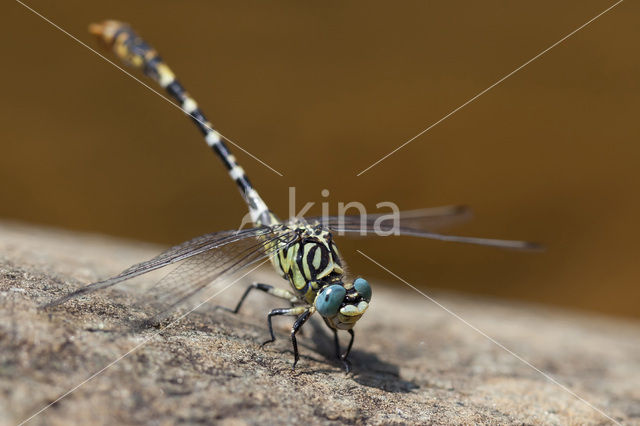 Onychogomphus forcipatus albotibialis