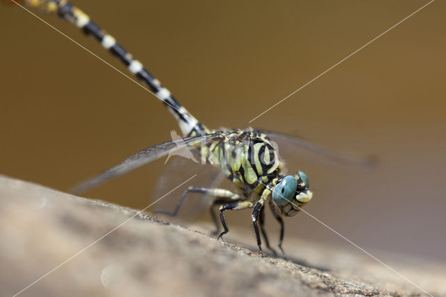 Onychogomphus forcipatus albotibialis