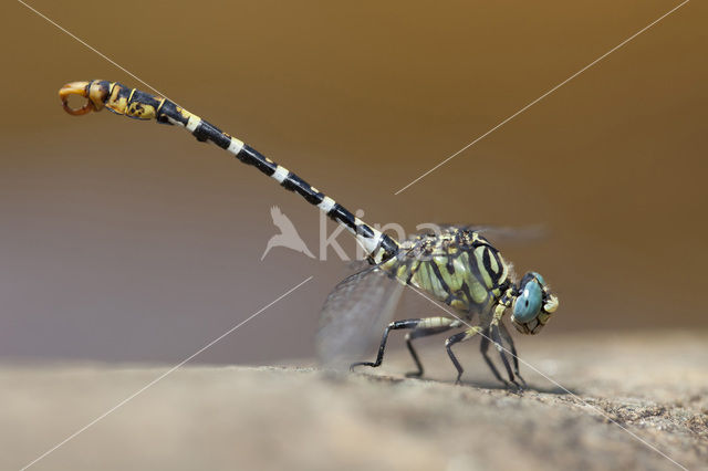 Onychogomphus forcipatus albotibialis