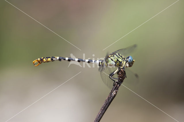 Onychogomphus forcipatus albotibialis