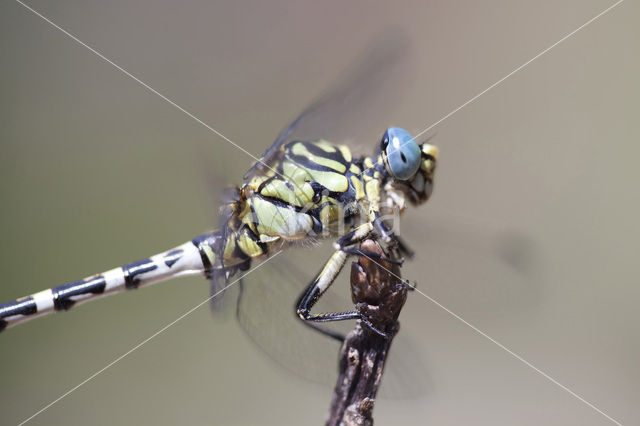 Onychogomphus forcipatus albotibialis