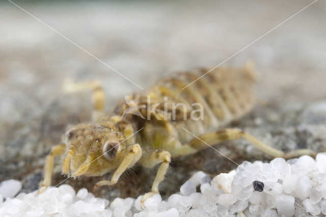 Onychogomphus forcipatus albotibialis