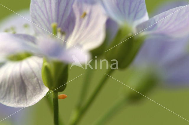 Oranjetipje (Anthocharis cardamines)