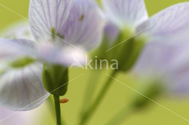 Oranjetipje (Anthocharis cardamines)