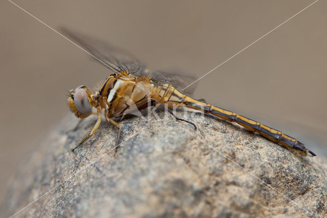 Orthetrum chrysostigma