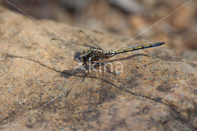 Orthetrum chrysostigma