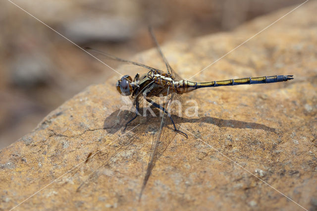 Orthetrum chrysostigma