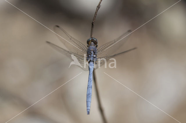 Orthetrum chrysostigma