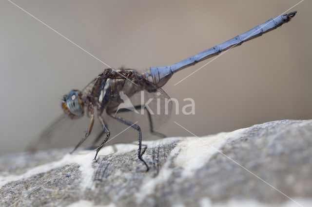 Orthetrum chrysostigma