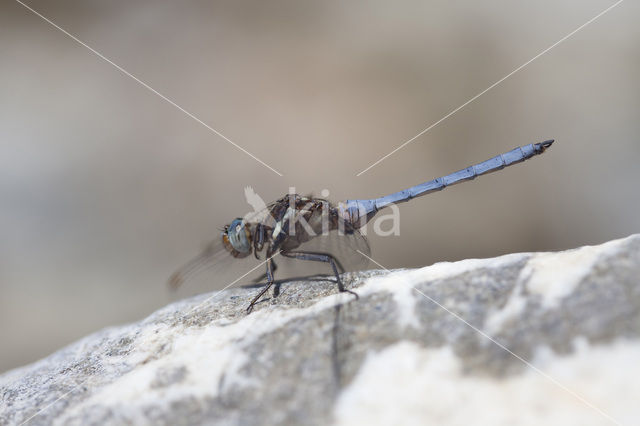 Orthetrum chrysostigma