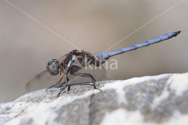 Orthetrum chrysostigma