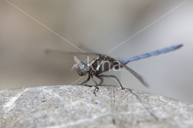 Orthetrum chrysostigma