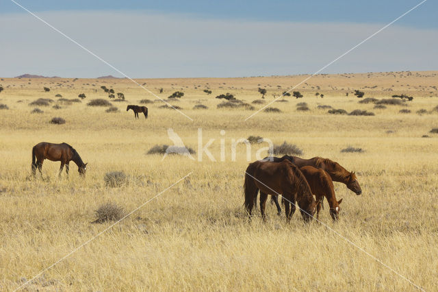 Paard (Equus spp)