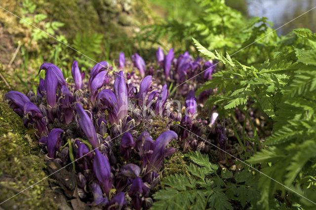 Purple Toothwort (Lathraea clandestina)