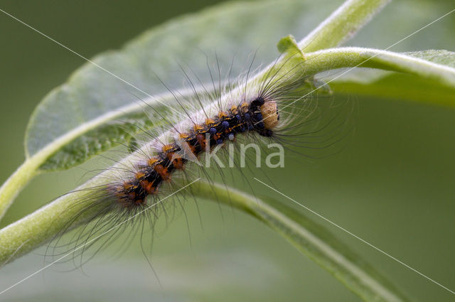 Plakker (Lymantria dispar)