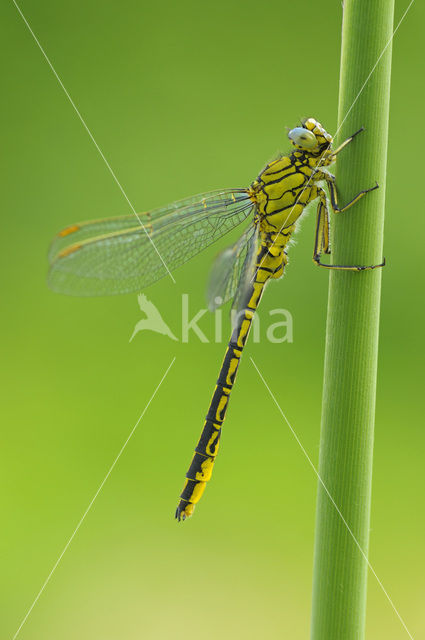 Plasrombout (Gomphus pulchellus)