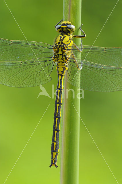 Plasrombout (Gomphus pulchellus)