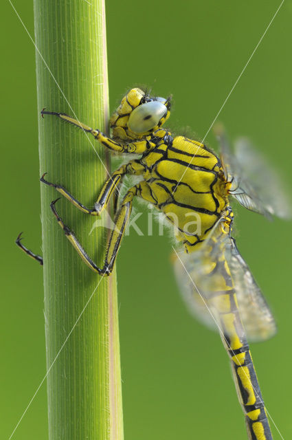 Plasrombout (Gomphus pulchellus)